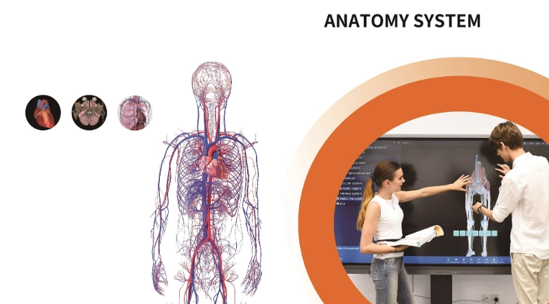Digital Anatomy System Virtual Dissection Table 3D Body Human Anatomy Teaching System for Medical University