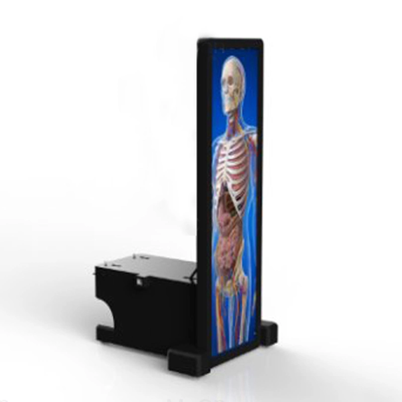 The Digital Human Anatomy System Based on The 3D